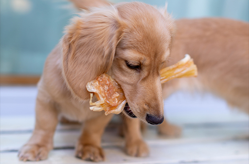 自然の恵みと命に向き合うものづくり