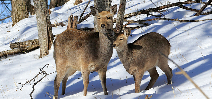 ジビエ工房桜が選ばれる理由