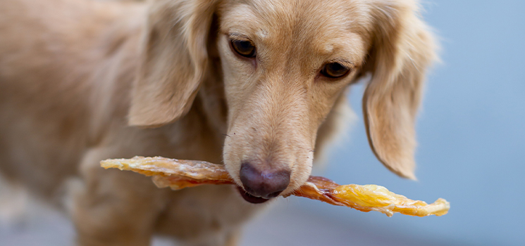 ジビエ工房桜が選ばれる理由